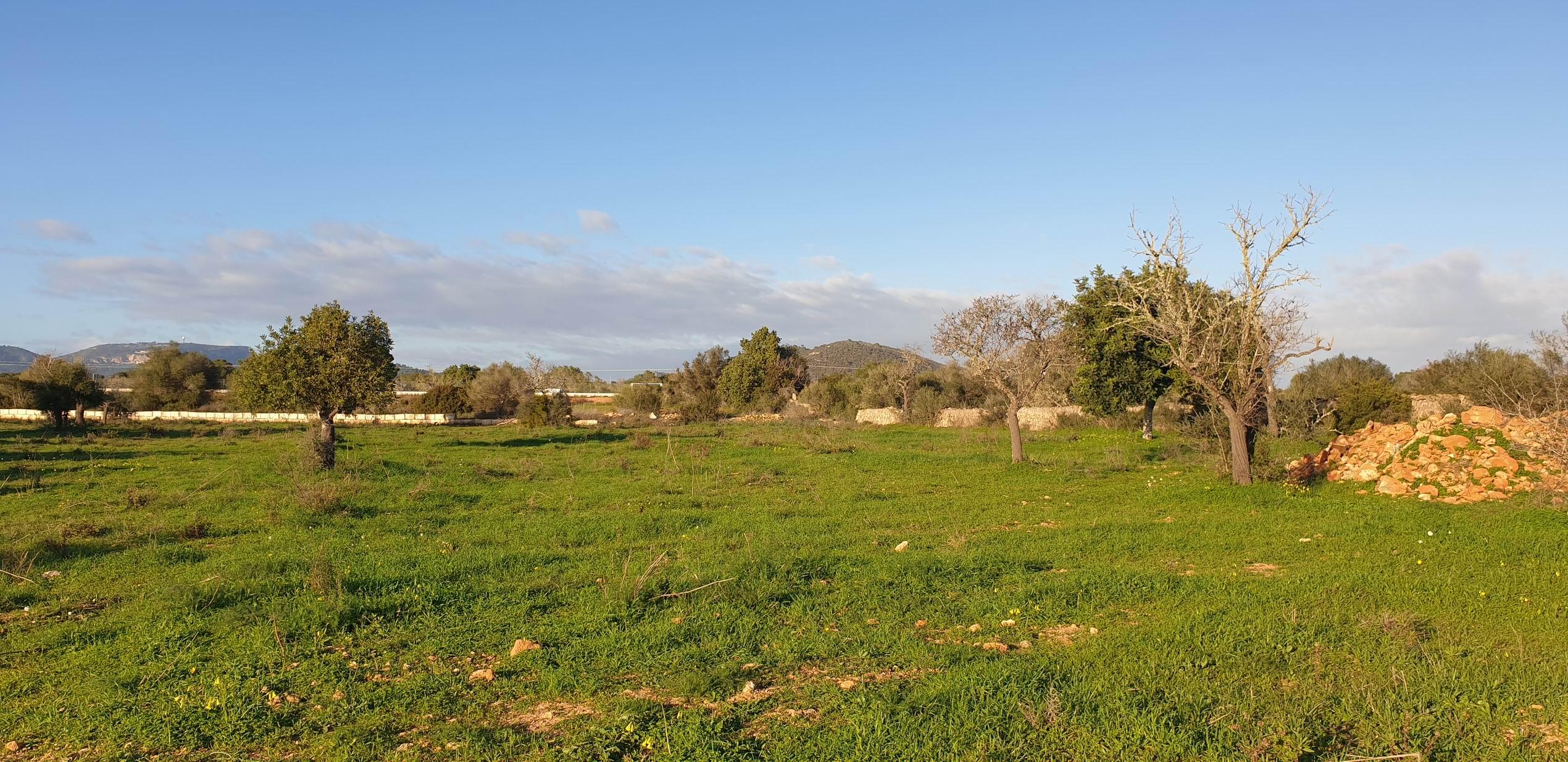 Llucmajor: Gran Finca Rustica de 20.841 mq con Casa Nueva de 207 mq - Image# 15