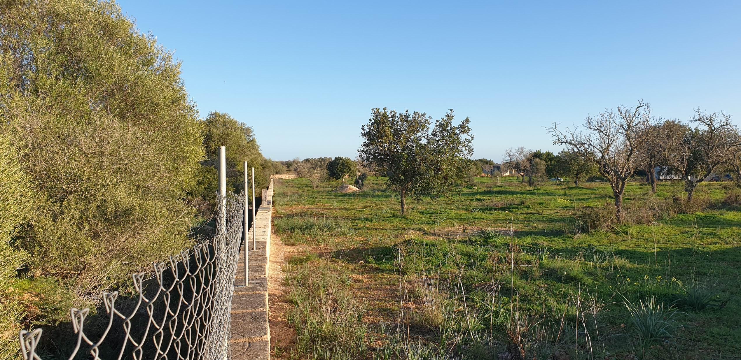 Llucmajor: Gran Finca Rustica de 20.841 mq con Casa Nueva de 207 mq - Image# 16